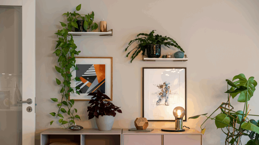 🌱 As plantas certas fazem toda a diferença na sua decoração
